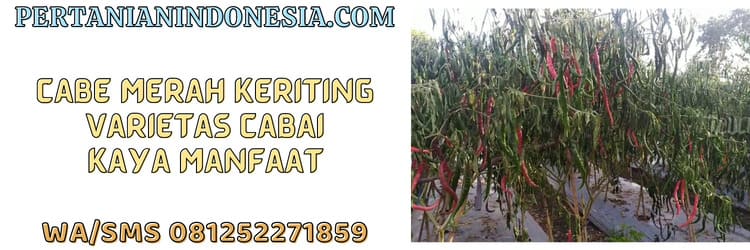 cabe,cabe merah,cabe merah keriting,varietas,varietas cabai